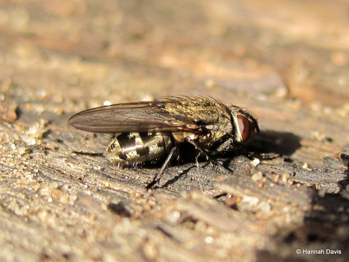 Cluster fly