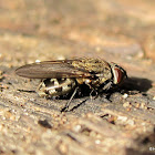 Cluster fly