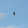 Red Kite