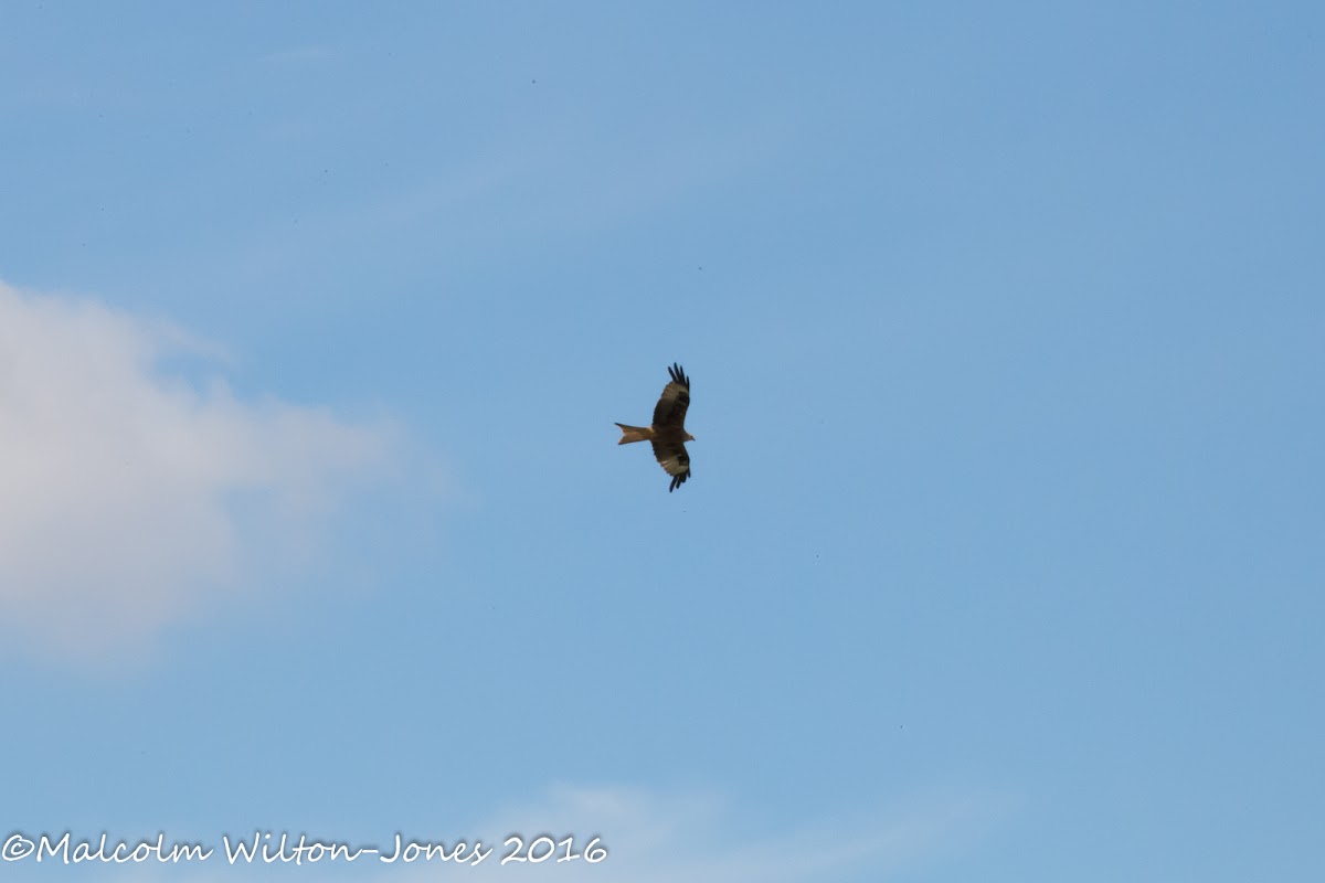 Red Kite