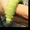 Luna moth