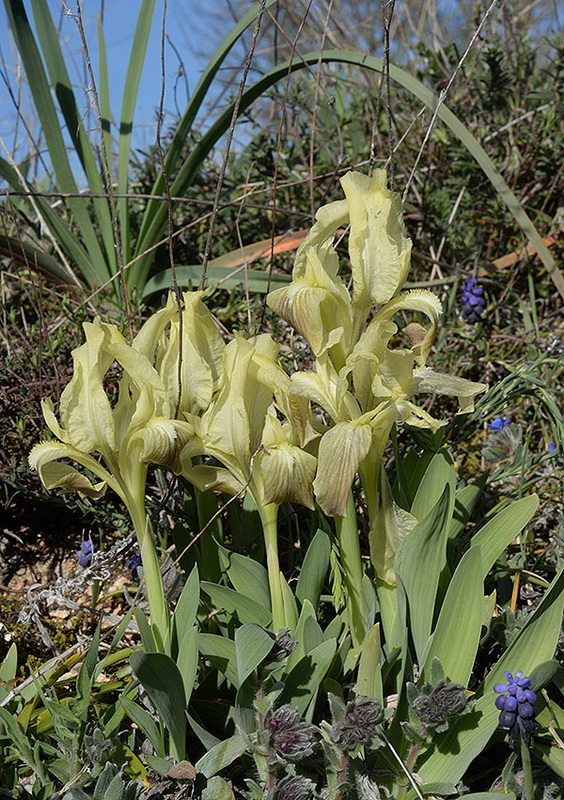 Southern Dwarf Iris