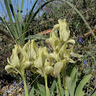 Southern Dwarf Iris