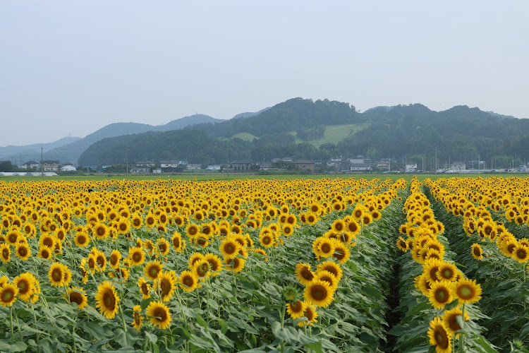 の投稿画像2枚目