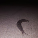 Leopard slug