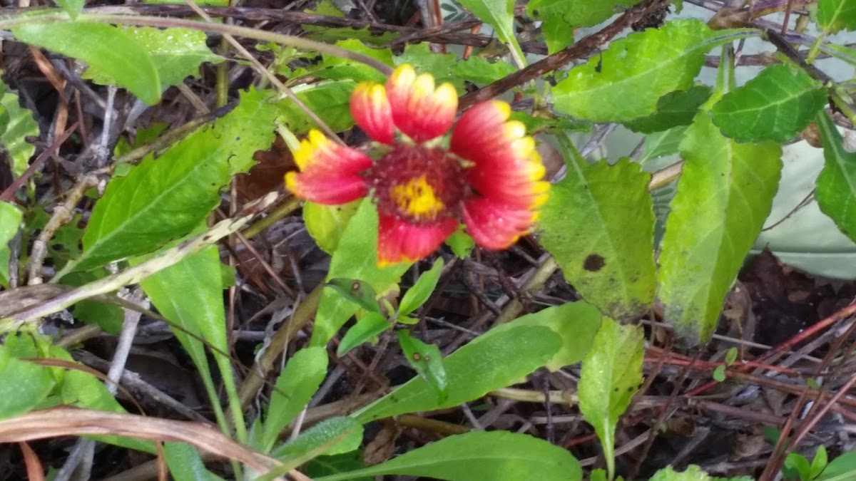 Blanket Sunflower