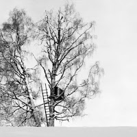 La casa sull'albero di 