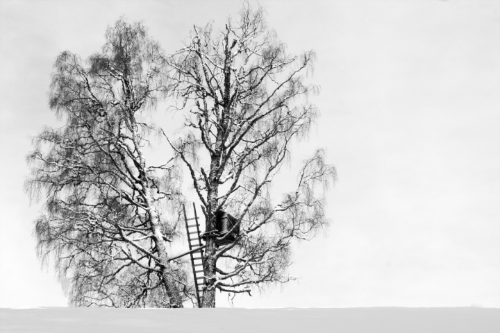 La casa sull'albero di elenaraja