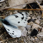 Western white butterfly