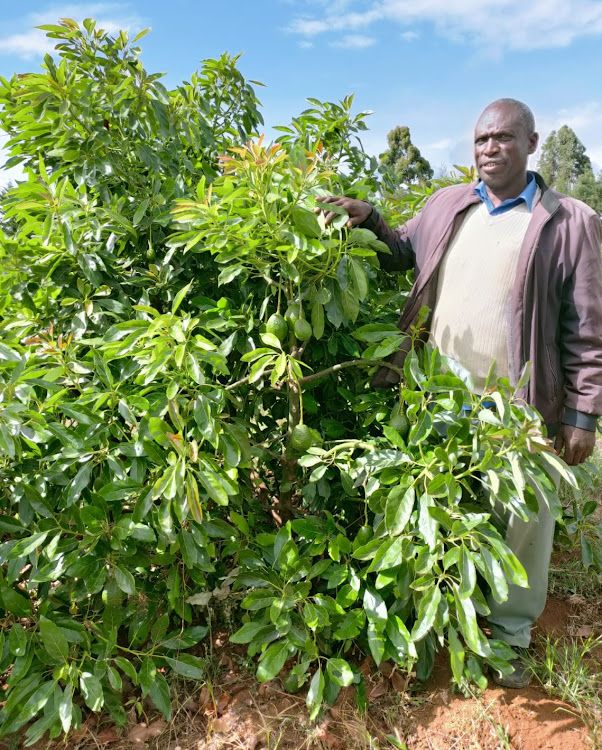 Francis Serem, an avocado farmer from Kapsosio village in Moiben subcounty in Uasin Gishu.