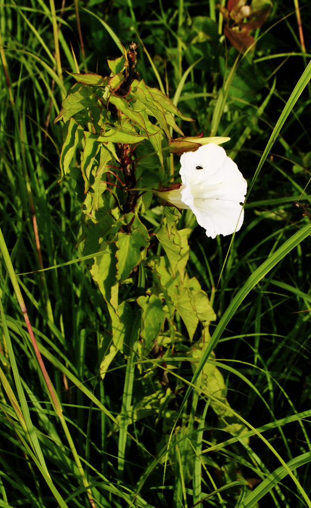 Hedge Bindweed