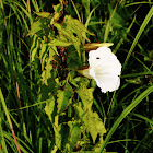 Hedge Bindweed