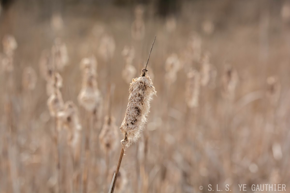 Common cattail