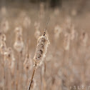 Common cattail