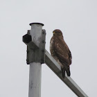 Common buzzard