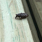 Pales Weevil