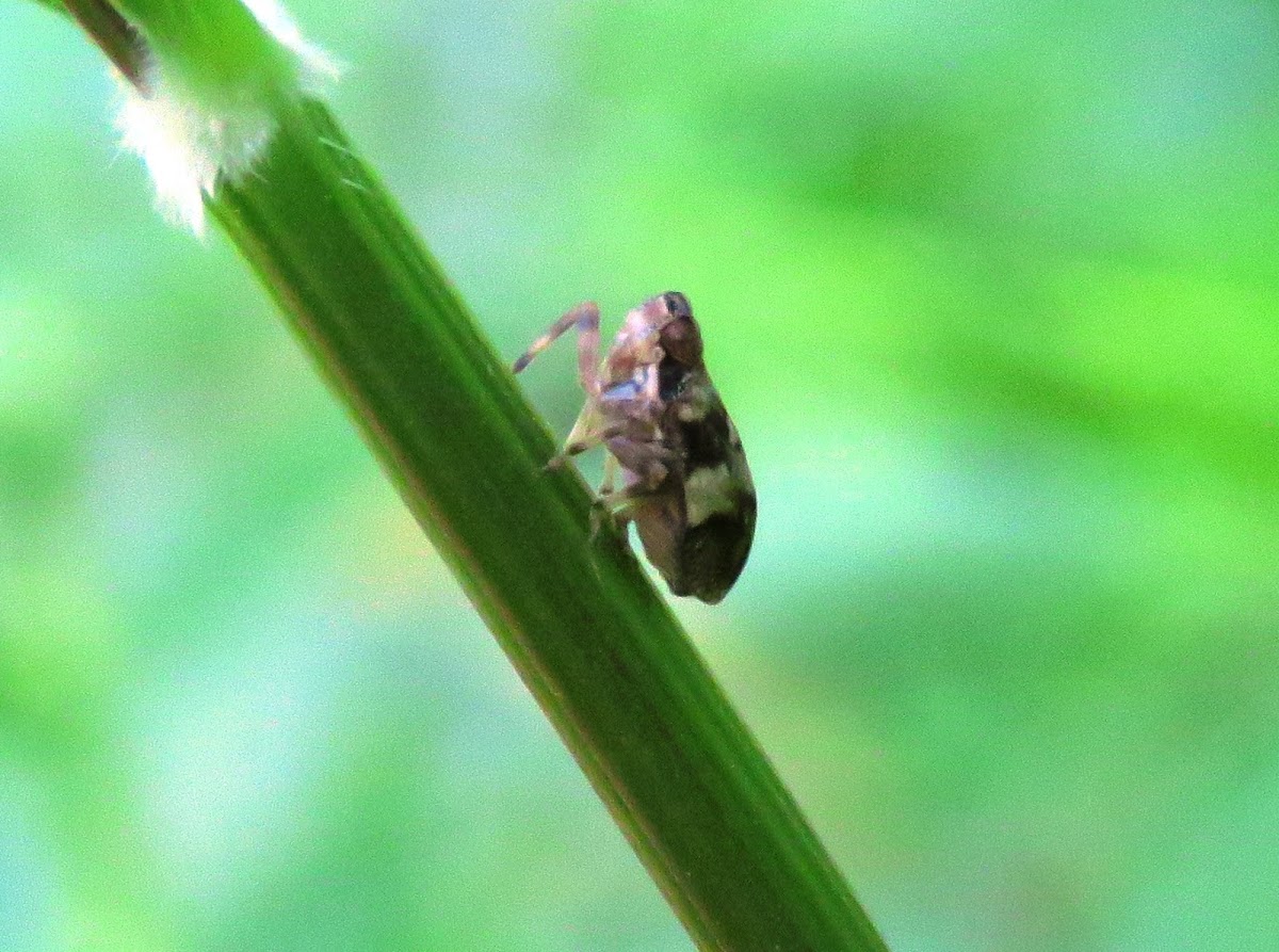 Froghopper