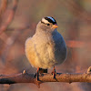 White-crowned Sparrow