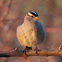 White-crowned Sparrow