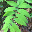 Solomon's Seal