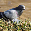 The rock dove