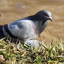 The rock dove