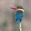 Stork-billed Kingfisher