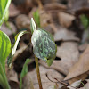 Prairie Trillium