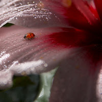  A riparo sotto un petalo.  di AntoMarPh