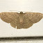 Common Tan Wave Moth