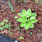 Hosta or Plantain Lilly