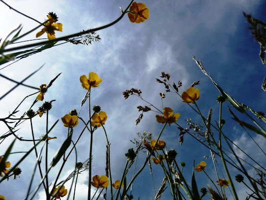 Ranunculus acris di Laucol