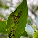 Leaf Miner Damage