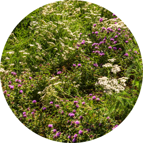 Local ecology at Gradient Canopy