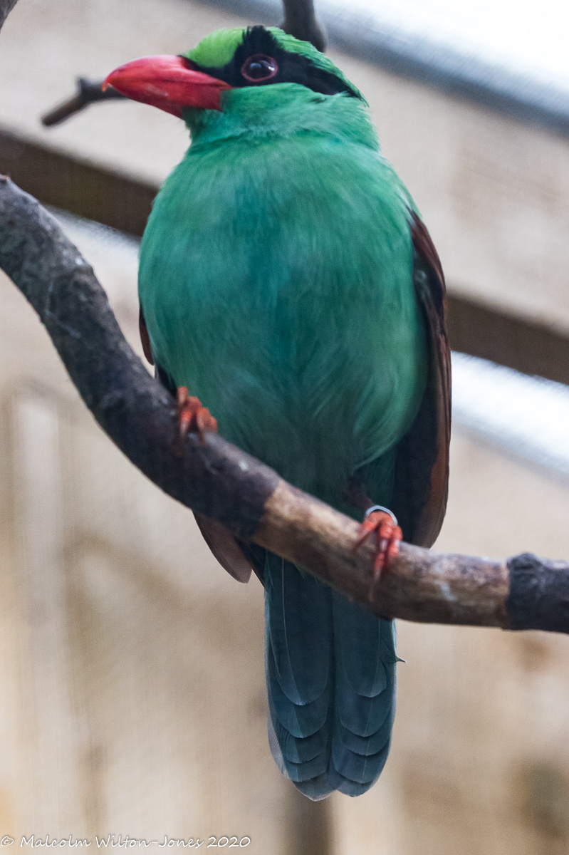 Javan Green Magpie