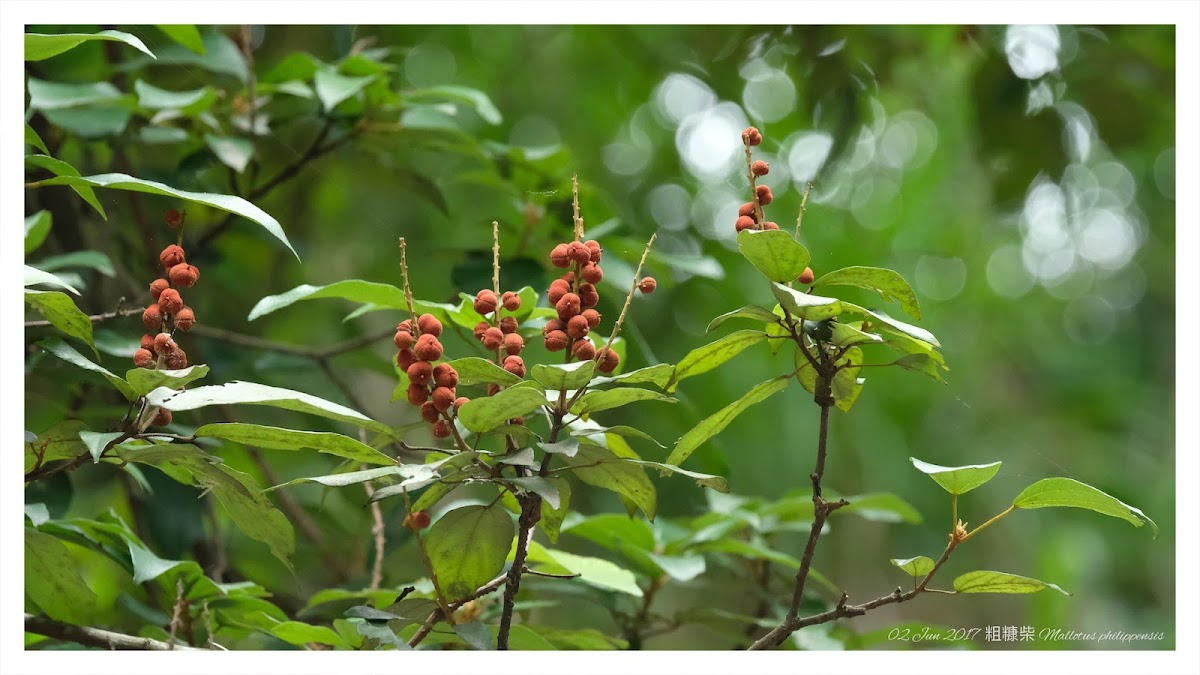 Mallotus philippensis 粗糠柴