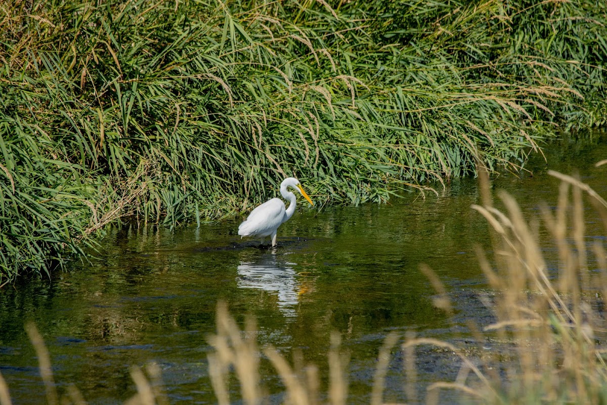 Great Egret