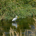 Great Egret