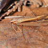 Silver-striped sedge