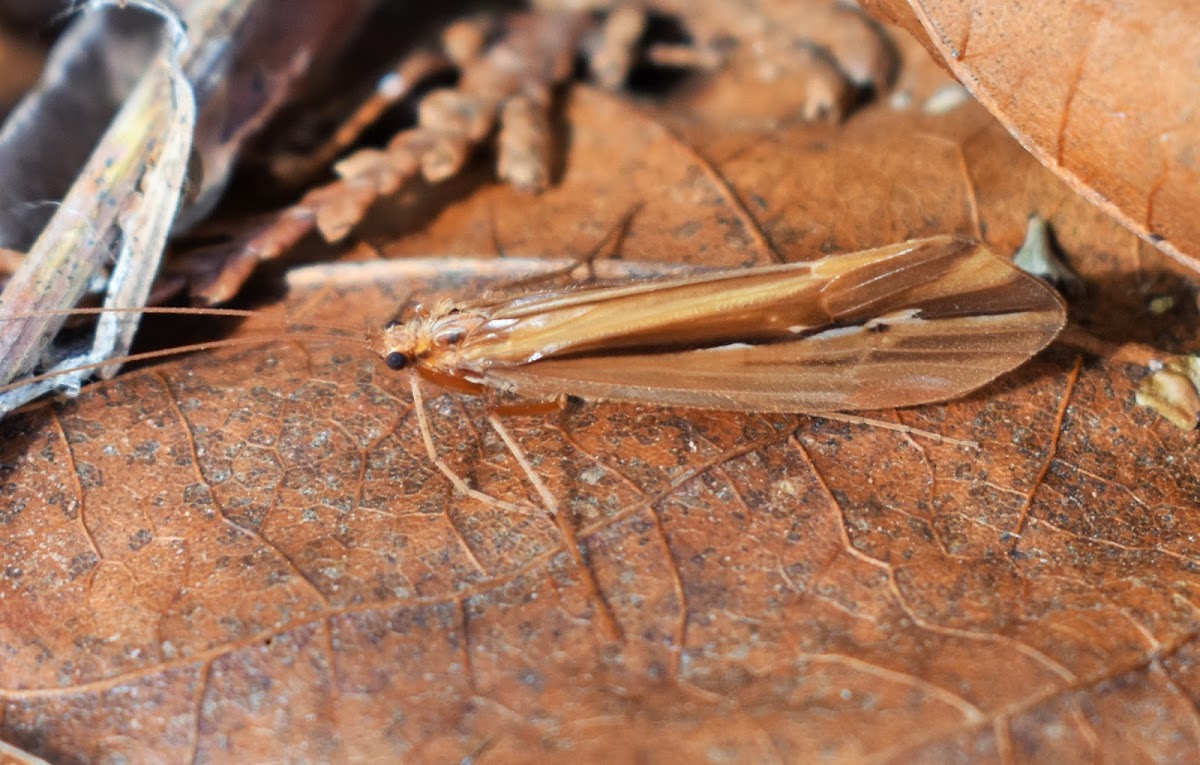 Silver-striped sedge