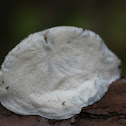 Blue Cheese Polypore
