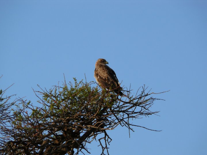 Una sentinella del cielo di emanuele.c