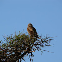 Una sentinella del cielo di 