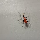 Assassin Bug (nymph)