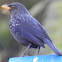 Blue whistling Thrush