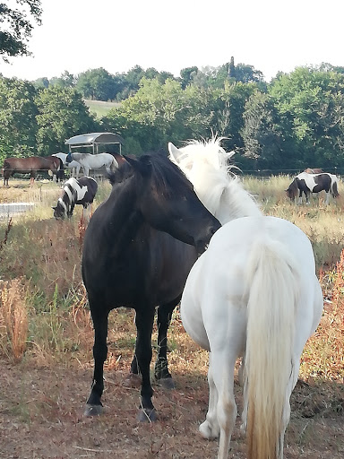 Chevaux Lagraulet du Gers