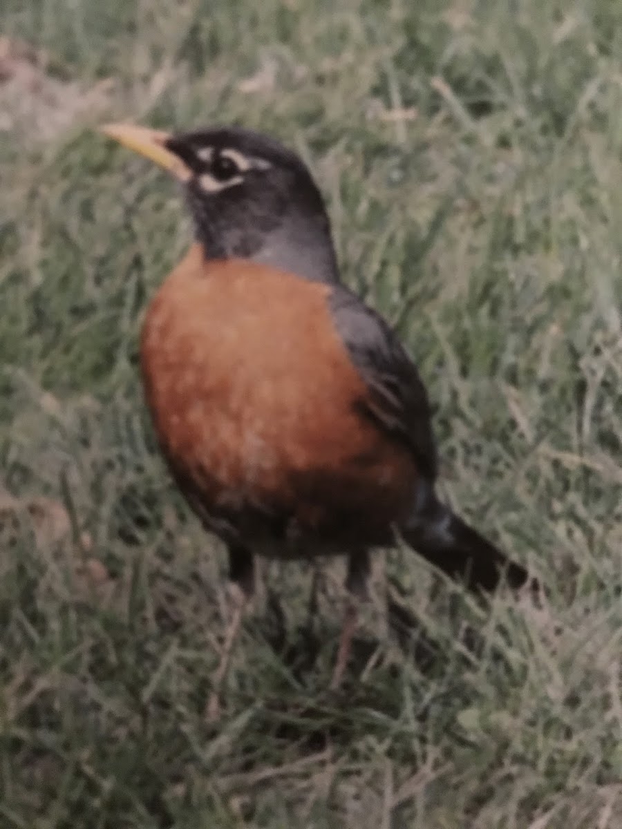 American Robin