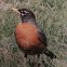 American Robin