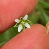 Erect Chickweed