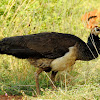 Indian peafowl-Female